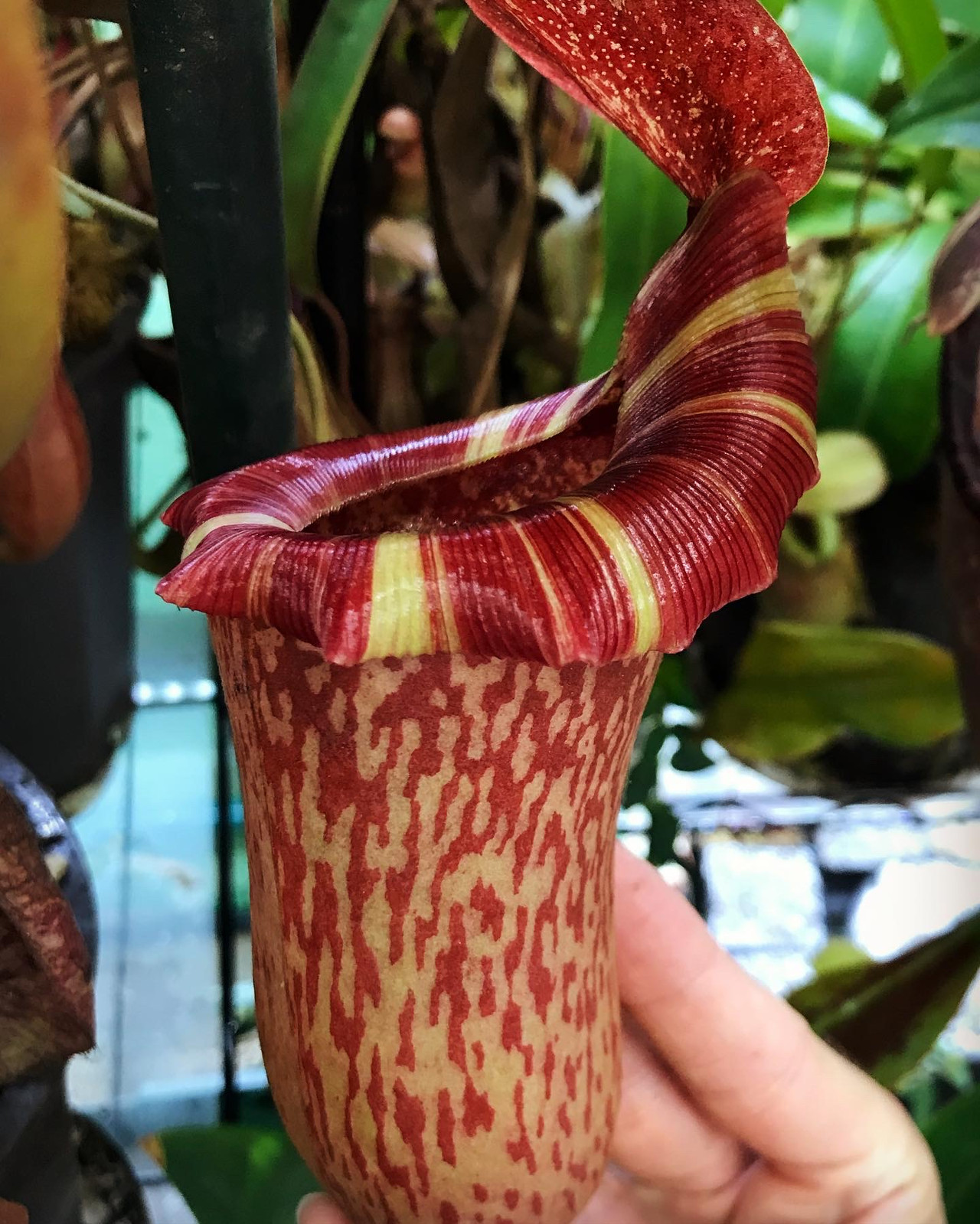 Nepenthes ventricosa x tiveyi HC A — image 2