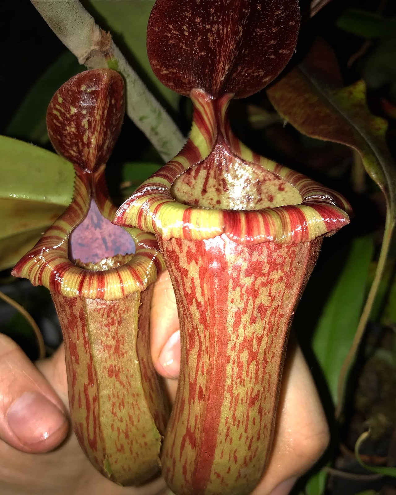 Nepenthes ventricosa x tiveyi HC A — image 3