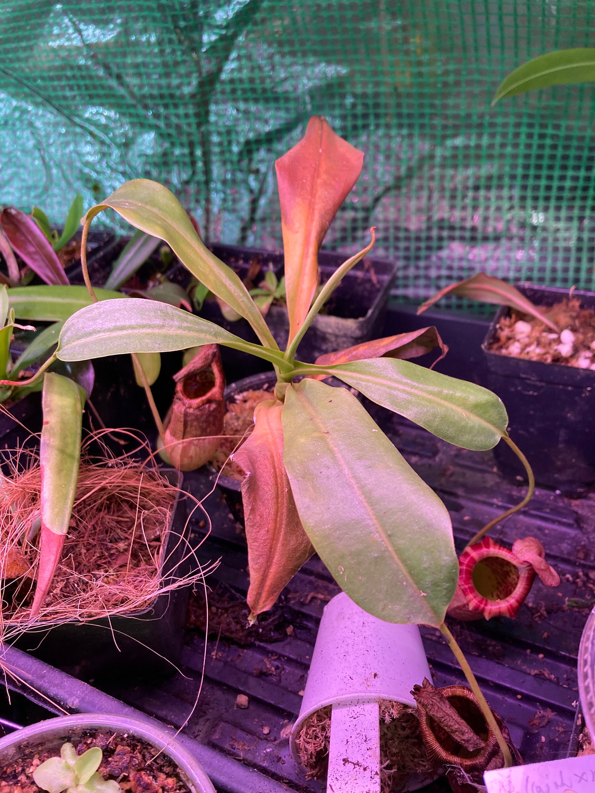 Nepenthes ventricosa x tiveyi HC A — image 4