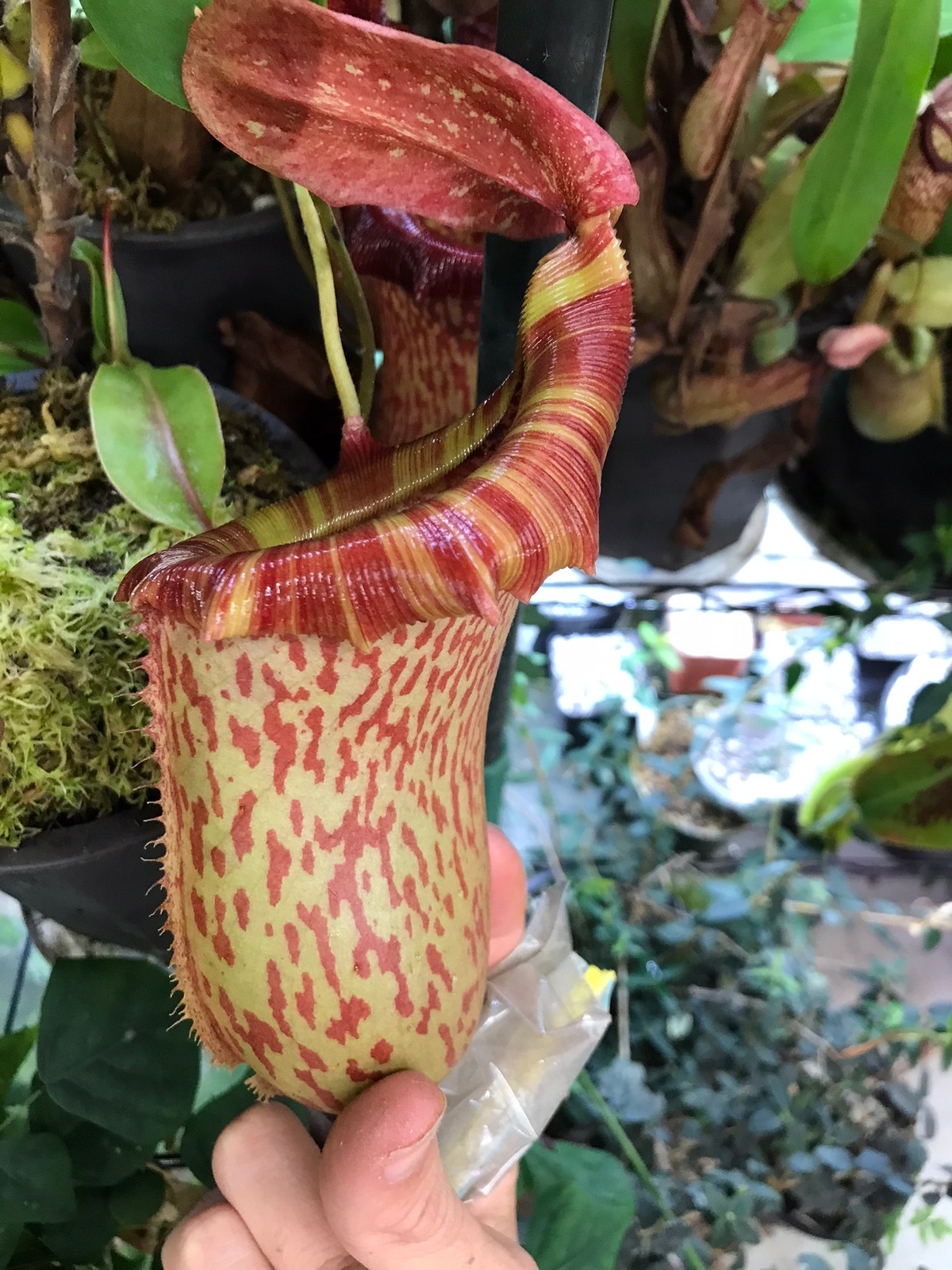Nepenthes ventricosa x tiveyi HC B — image 3