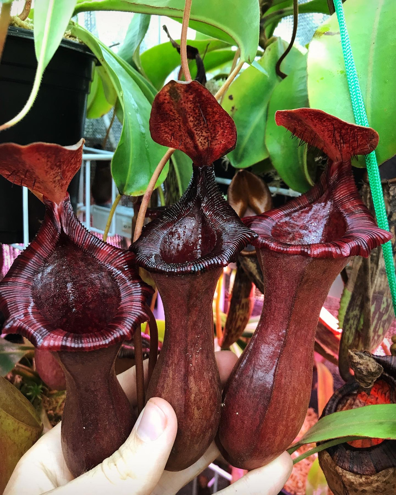 Nepenthes x briggsiana "Red" — Tropical pitcher plant