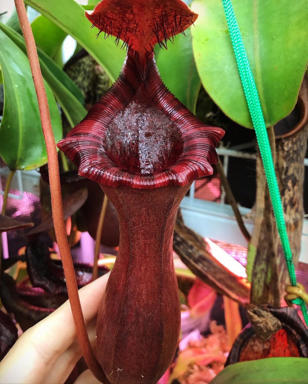 Nepenthes x briggsiana "Red" — image 2