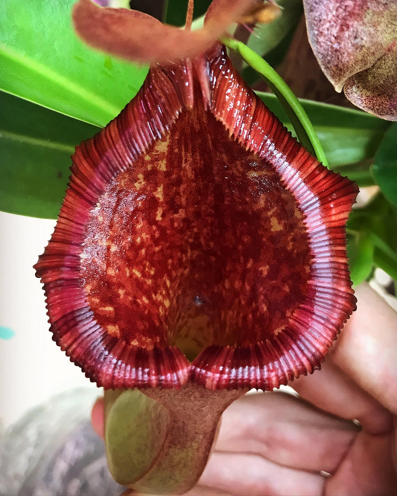 Nepenthes x briggsiana "Red" — image 4