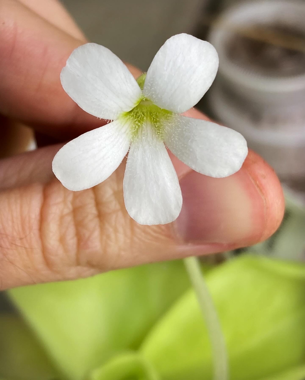 Pinguicula gigantea white flower x cyclosecta Dulces Nombres, Nuevo León Seeds — Butterwort