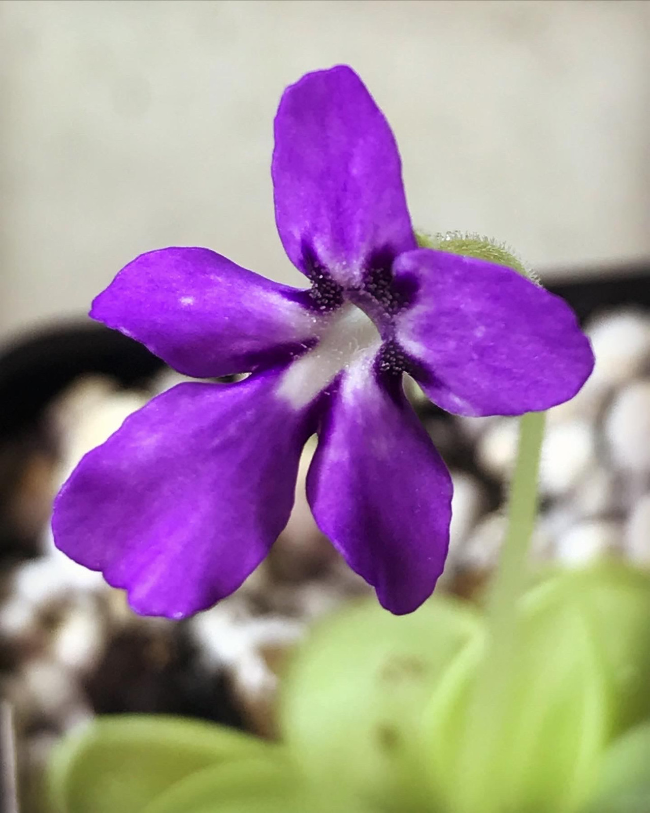 Pinguicula sp. Tonala "ANPA A" x moranensis' Huahuapan', HC A — Butterwort