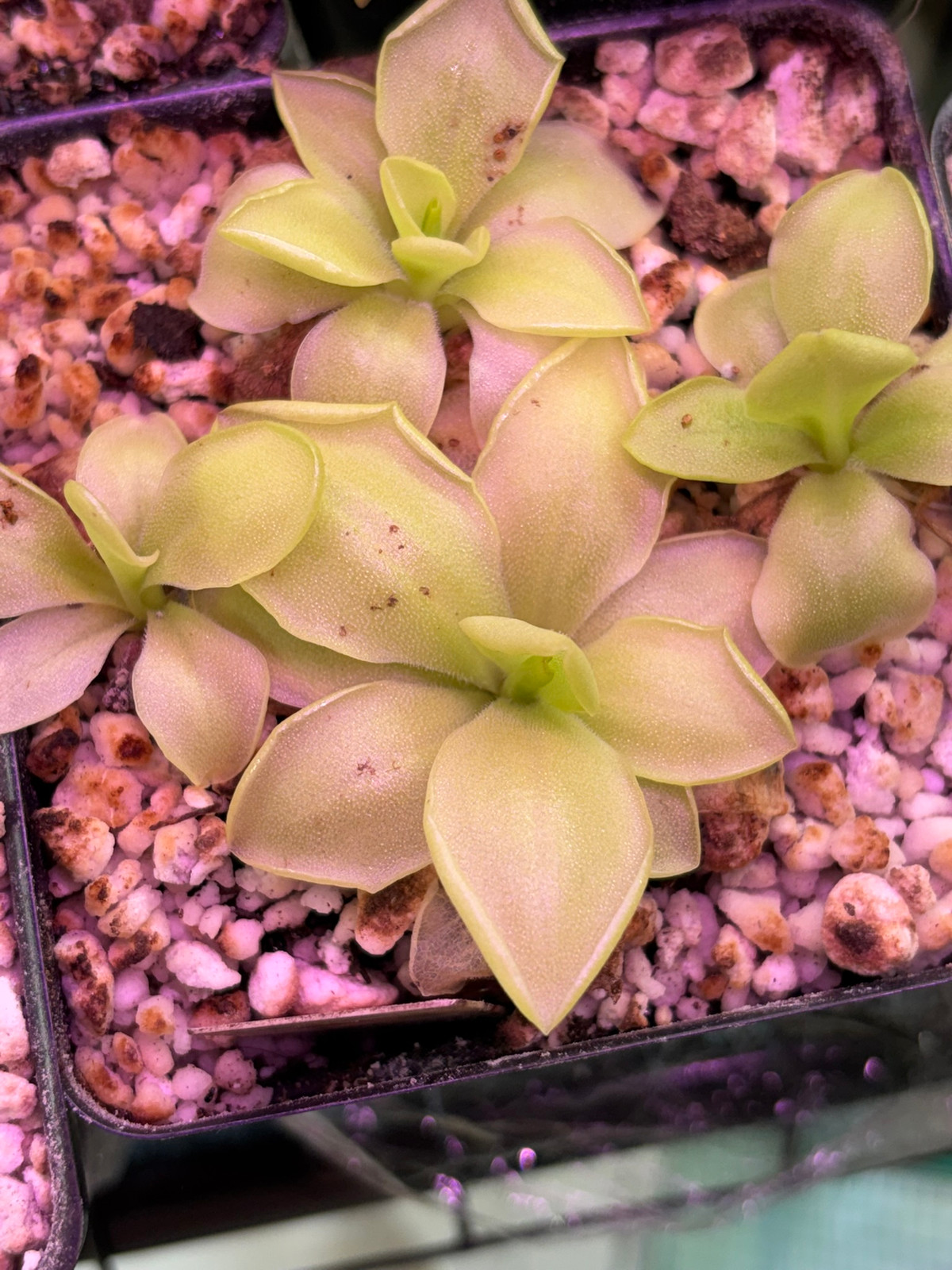 Pinguicula sp. Tonala "ANPA A" x moranensis' Huahuapan', HC A — image 2