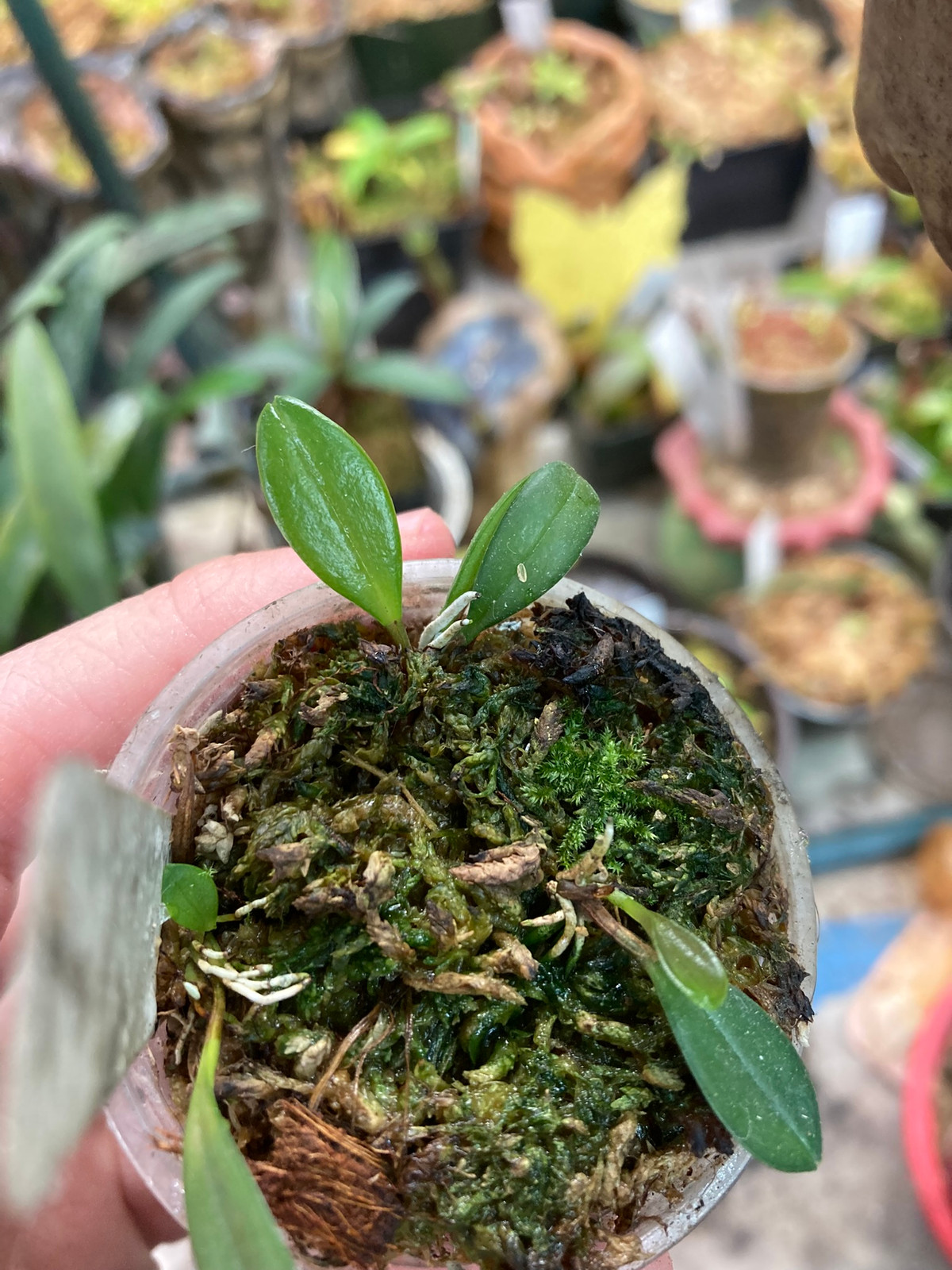 Pleurothallis hemirhoda — image 3