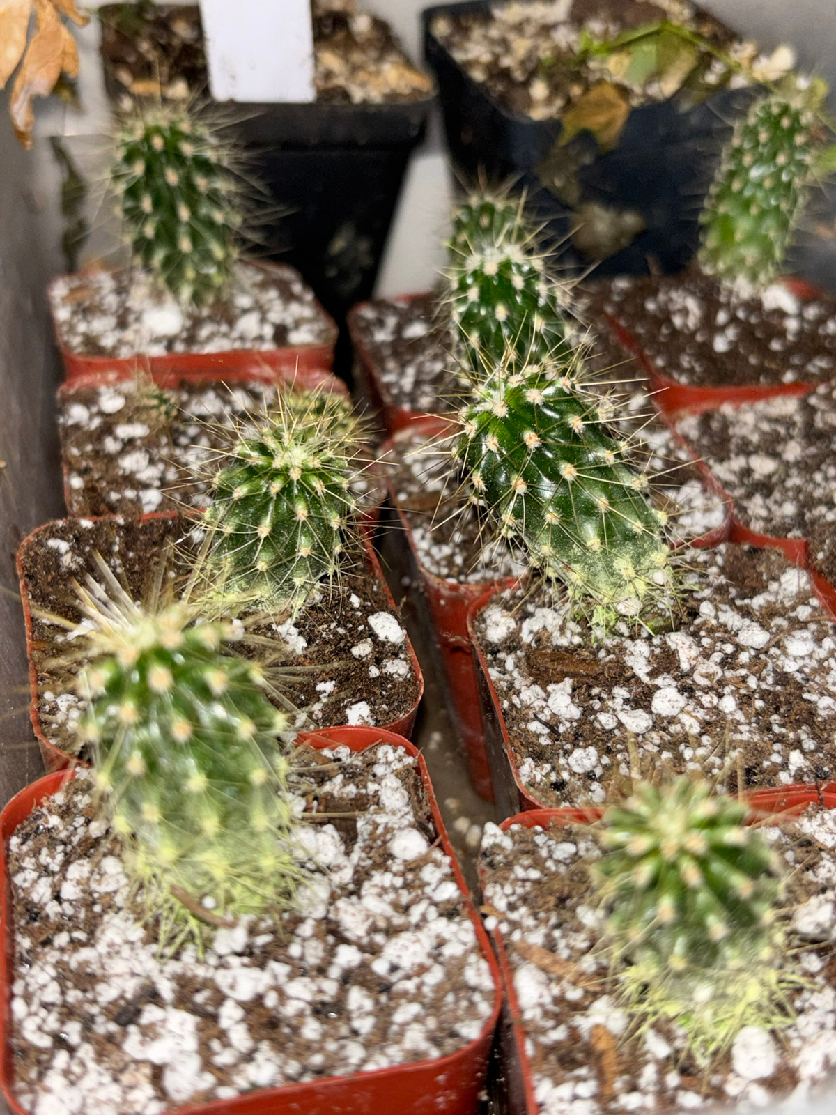 Saguaro, Carnegia gigantea — Companion plant