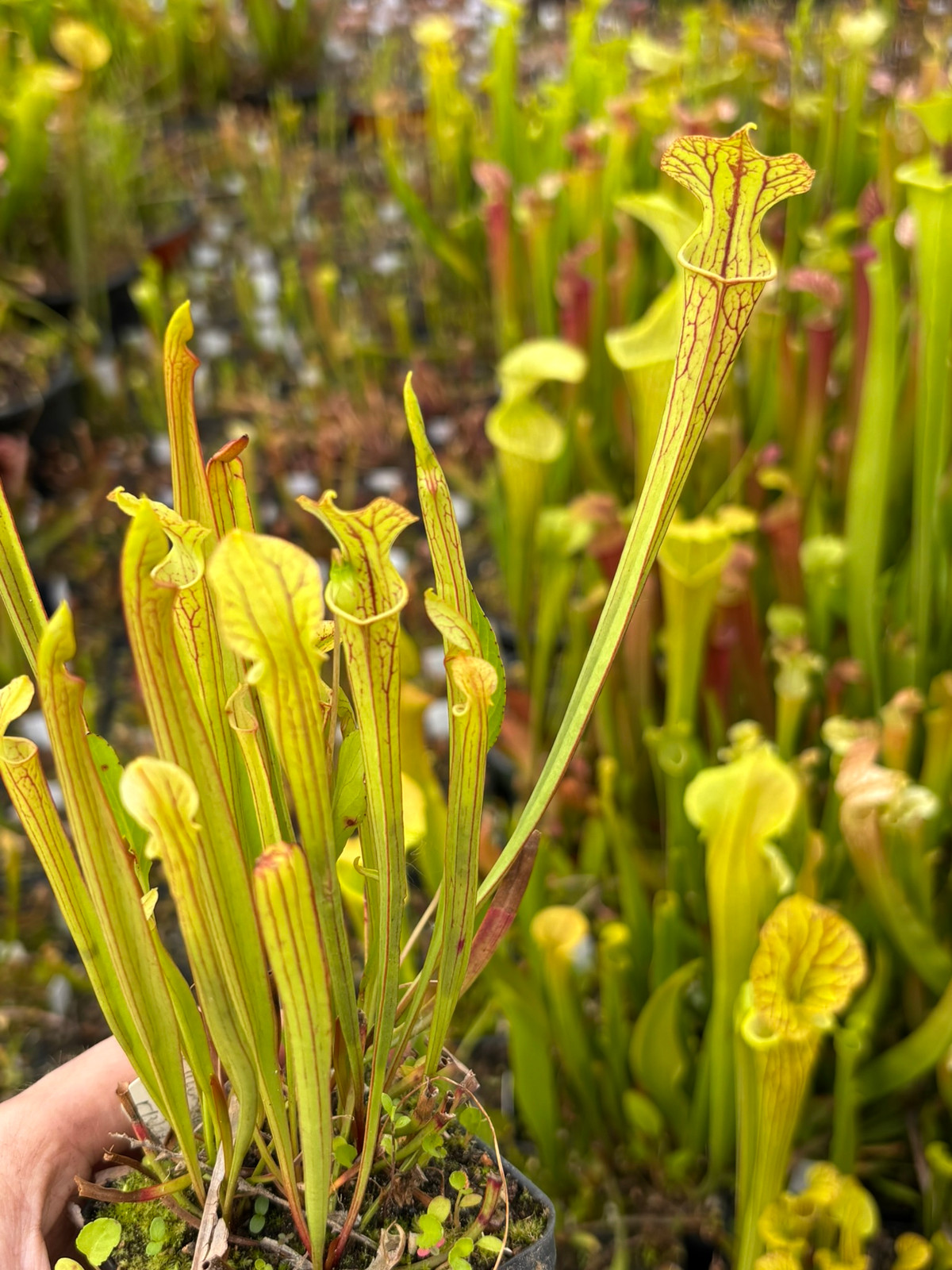 Sarracenia (('L. Wilk.' x oreophila) x "Bengal Tiger") x (flava rubri x 'AS') SG — Trumpet pitcher