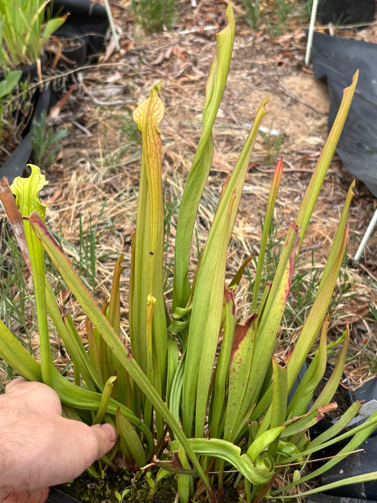 Sarracenia leucophylla x alata "nigropurpurea" — Trumpet pitcher