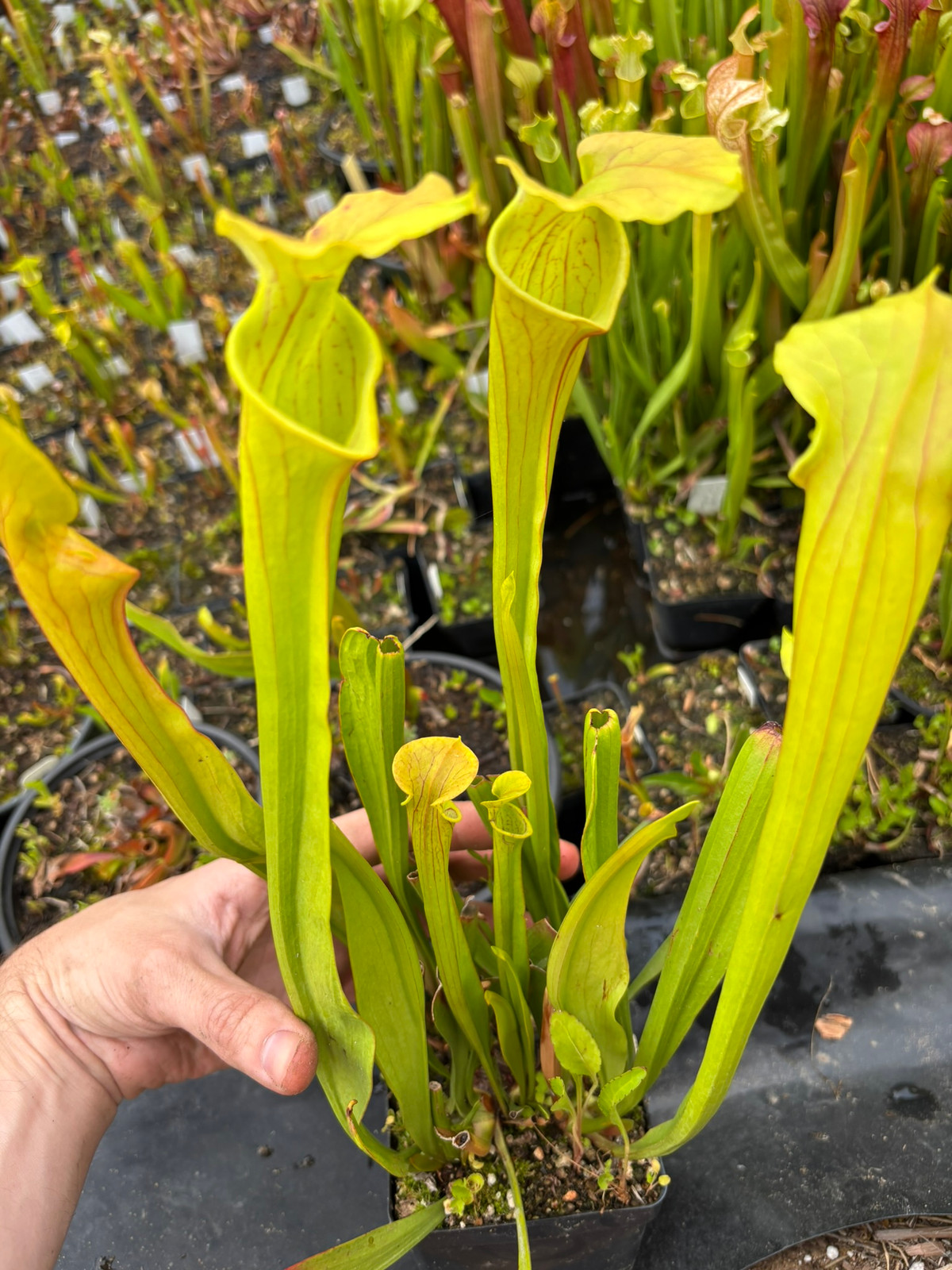 Sarracenia (oreophila x "Don's Red Tube") x ("Wilkerson's Red" x 'A. Slack') SG — Trumpet pitcher