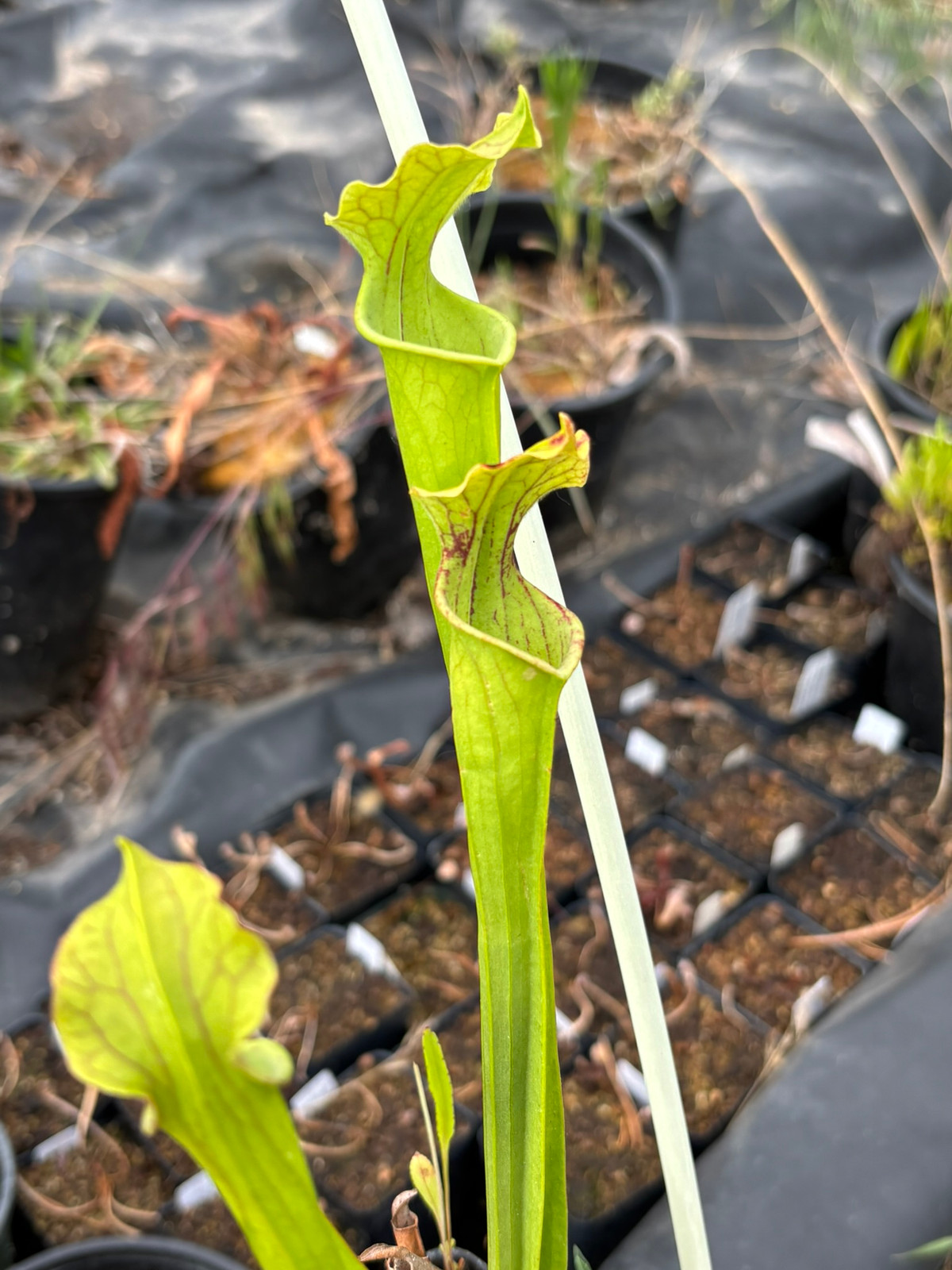Sarracenia x moorei x ('Plum' x 'Snowflake') SG — Trumpet pitcher