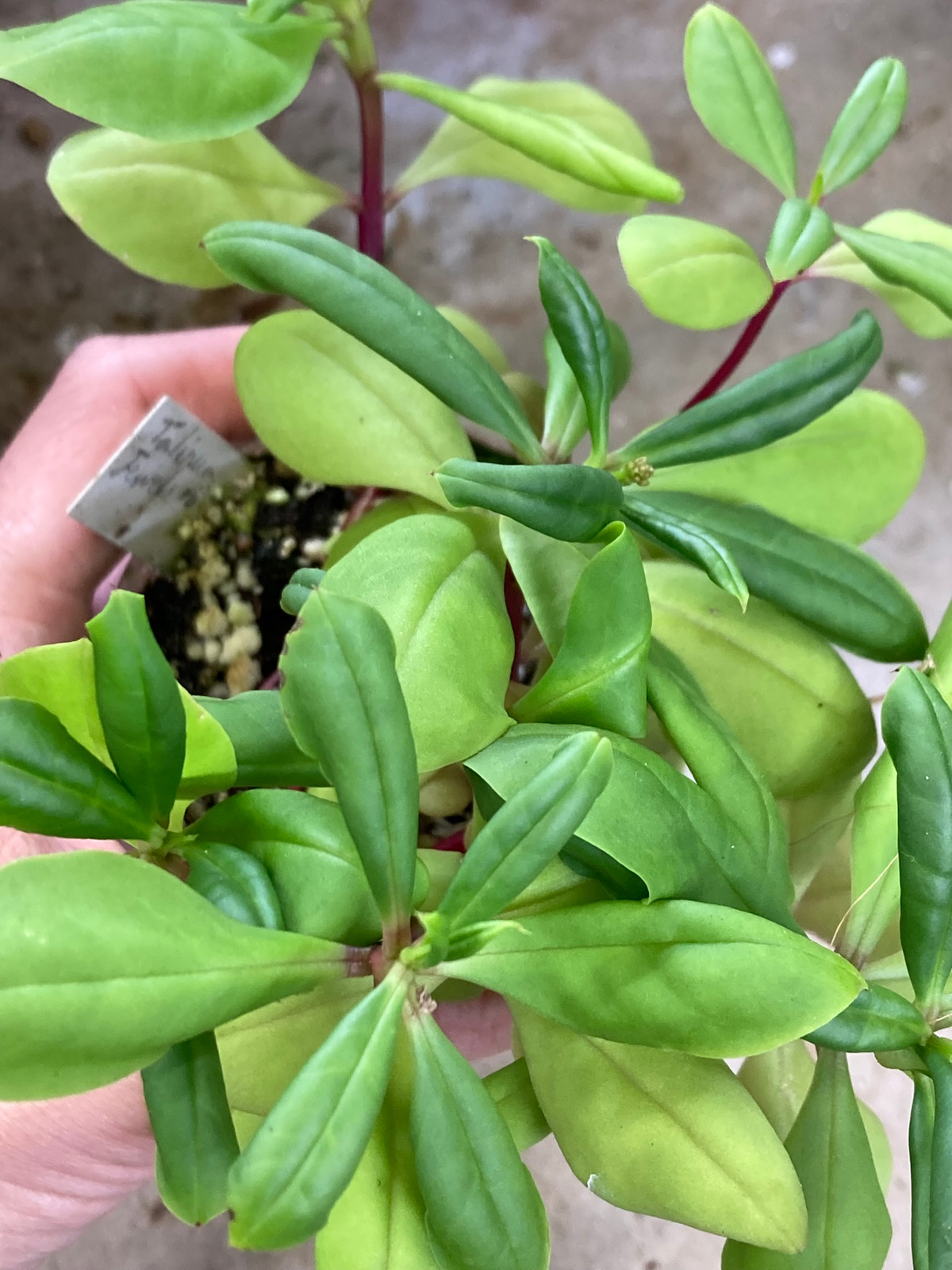 Talinum paniculatum Seeds, Jewels of Opar — Seeds
