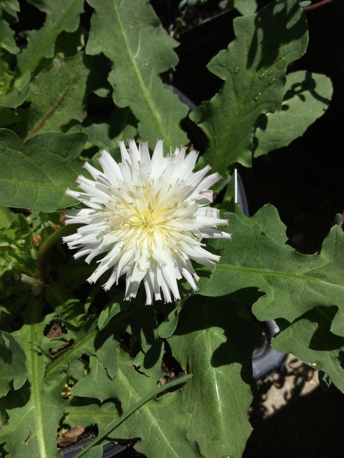 Taraxacum albidum — Companion plant
