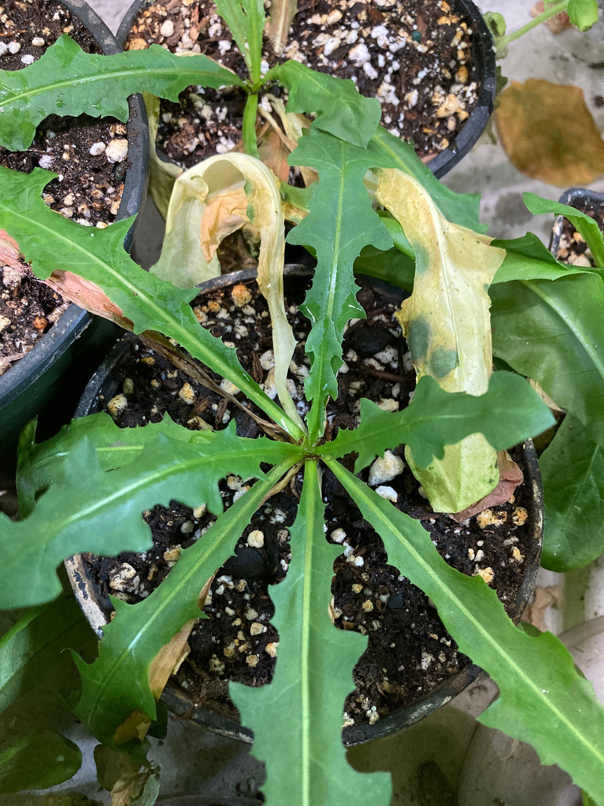 Taraxacum albidum — image 3